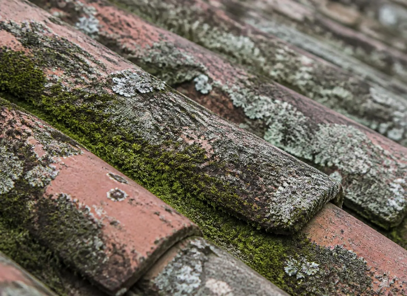 Détail de tuiles en terre cuite recouvertes de mousse et de lichen